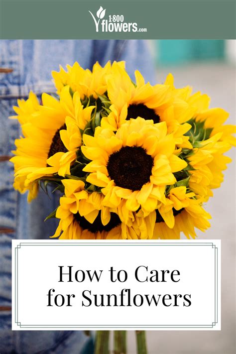 How to Grow, Handle, and Care for Sunflowers .